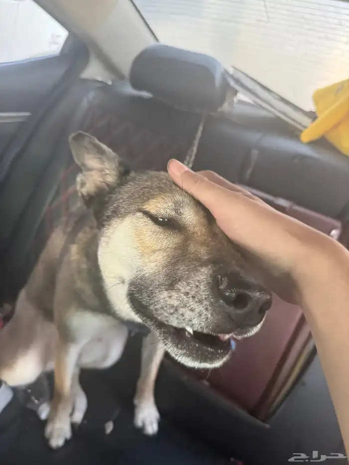 كلب بيتسكي 2