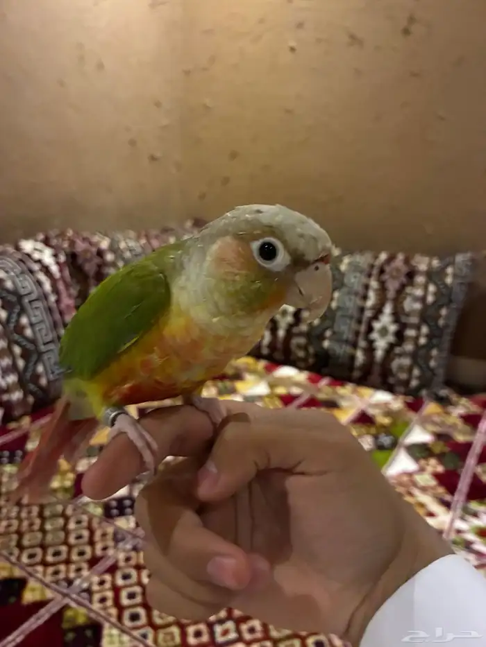 كنيور اناناس 0