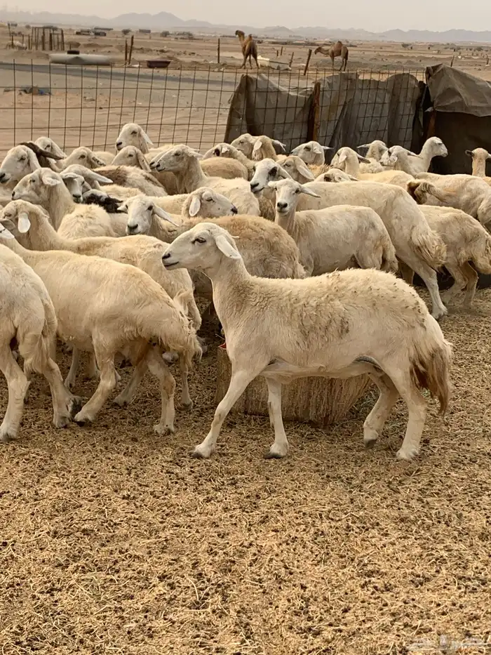 للبيع غنم حريات دفيع 0