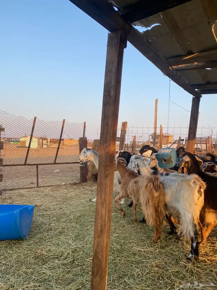 للبيع معزا عوارض وحريات بالفحل دفيع ومضاريع 13