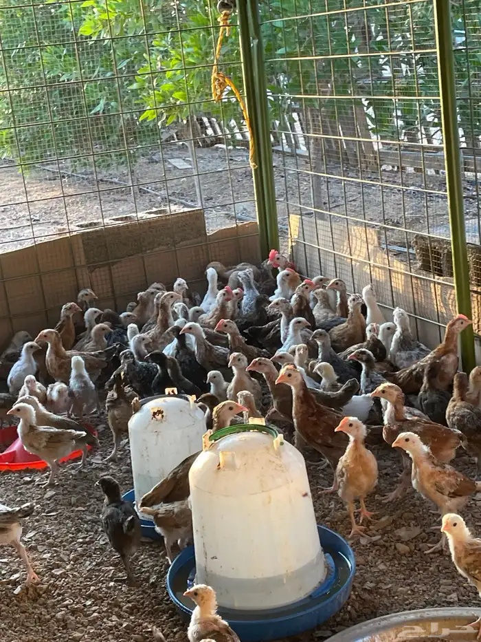 دجاج فروج بلدي رابغ 1