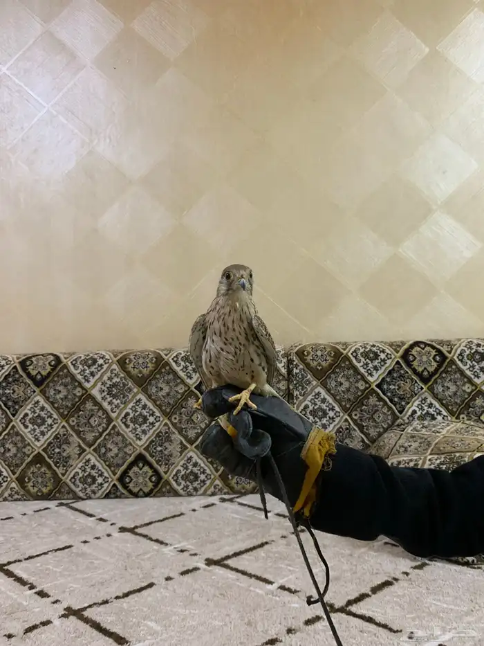 باش للبيع بسق للبيع السعر 60 ريال 1