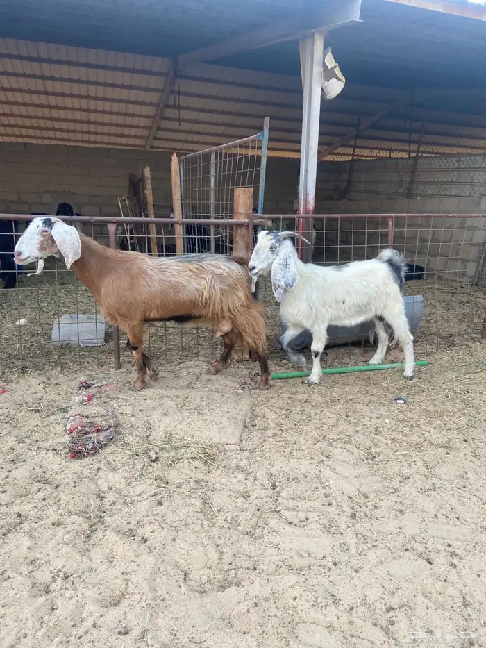 معزا عدد 3 الحمرا دافع حول شهرين ونص الى ثلاث شهور 0