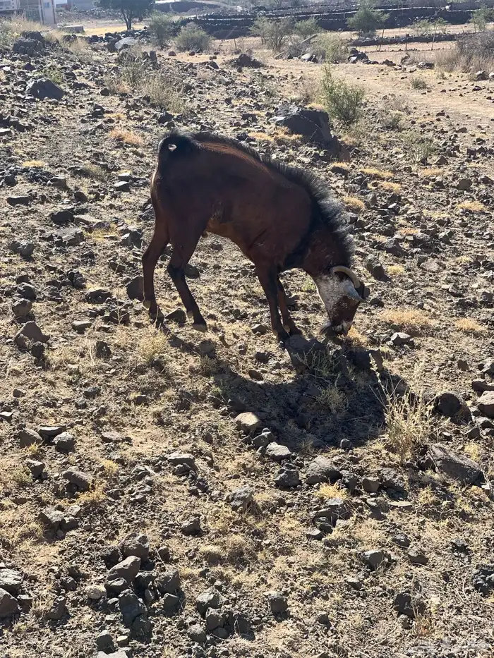 تيس فحل فحص احص ادهم 1