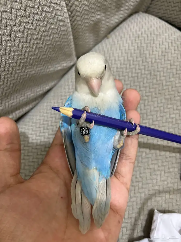 روز ازرق ذكر 1