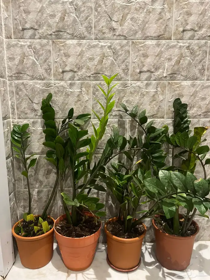 نبات داخلي للبيع واسعار الزاميا منافسة 8