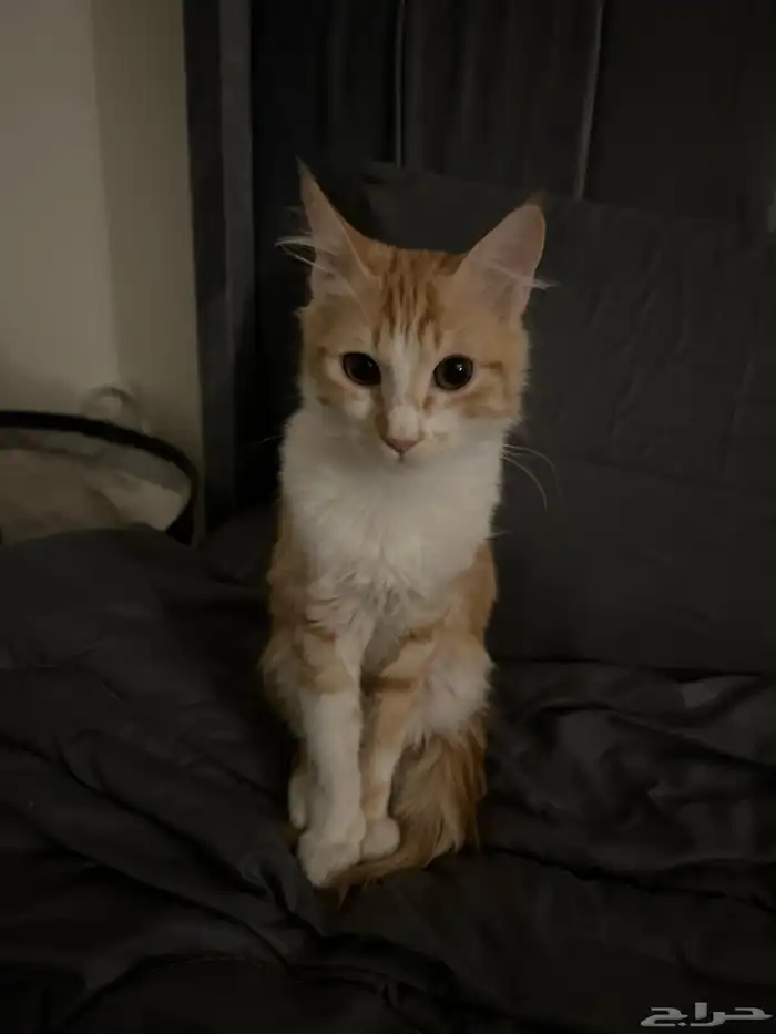 قطط للبيع 0