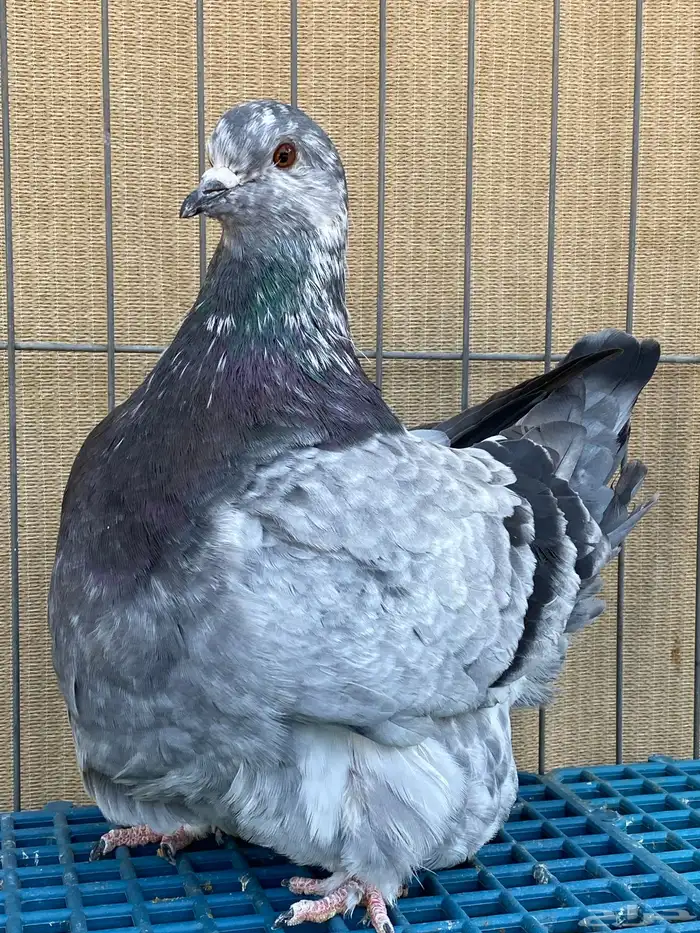 الفرش و الكنق 5