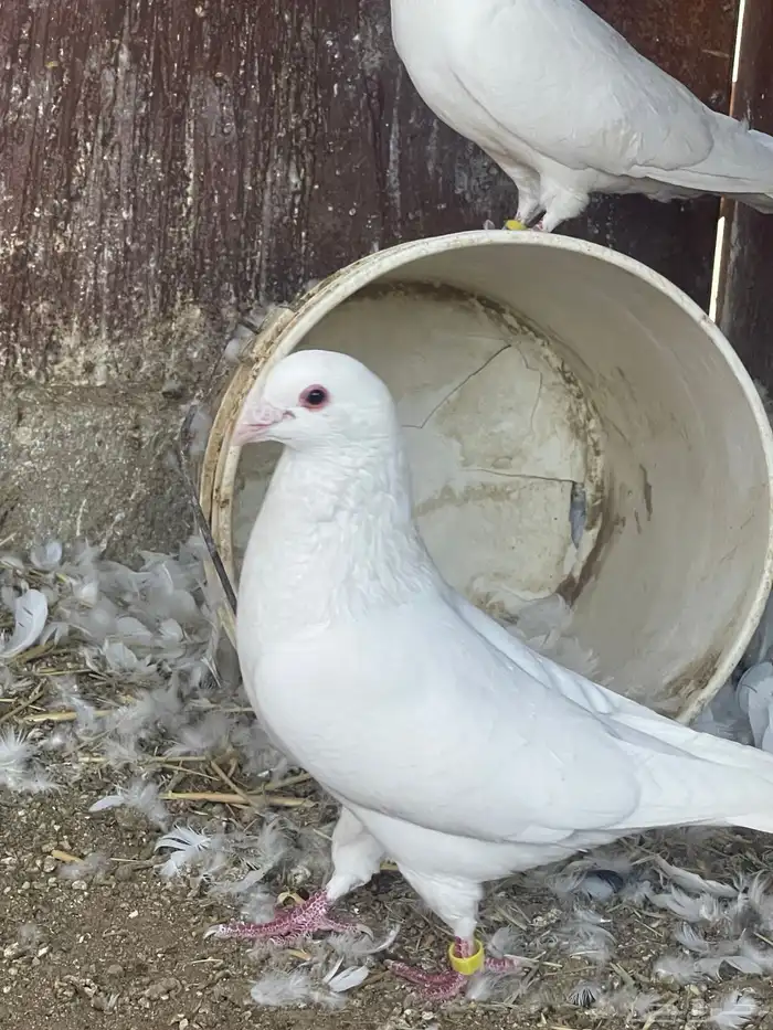 حمام فرنسي جانبو 3