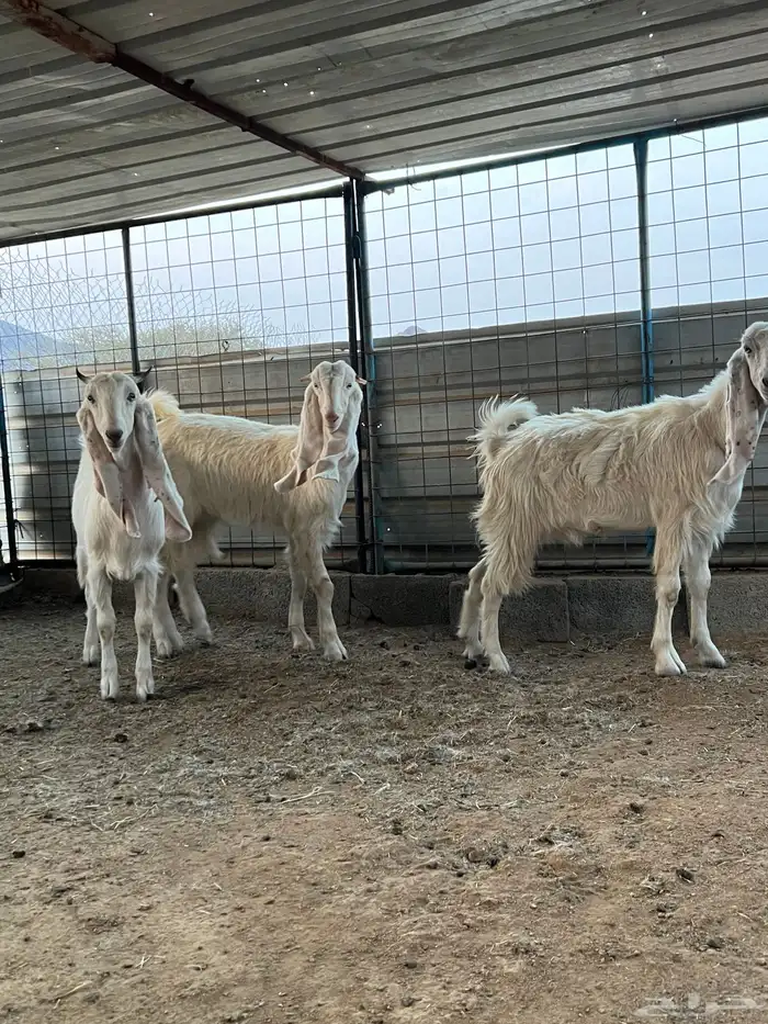 الطائف الحوية 4