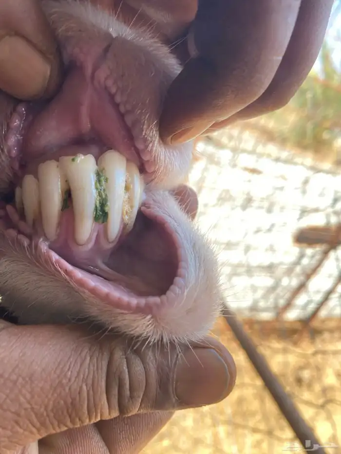 نعجة تحتها خروف صنف الصنف ( تم البيييع ) 13