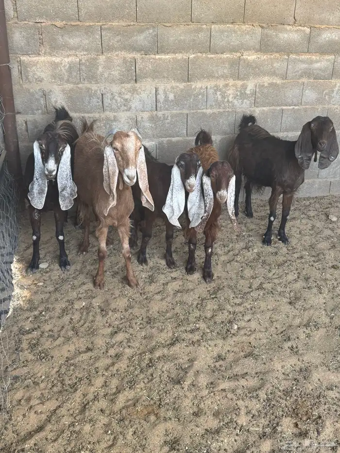 معزا منوه القاني كفوو 10