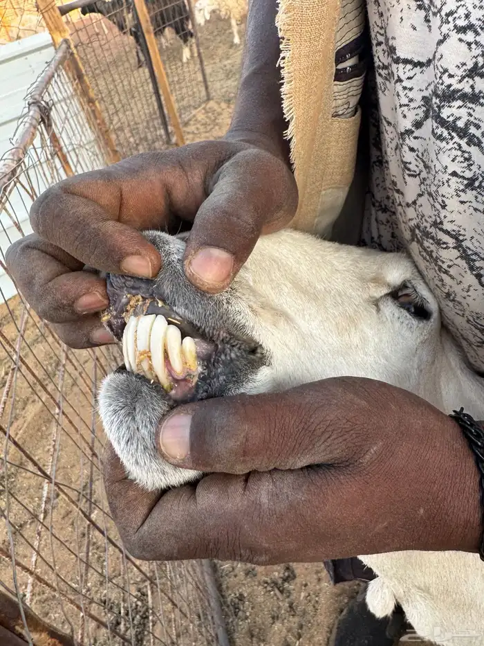 حرية صنف شحم 1