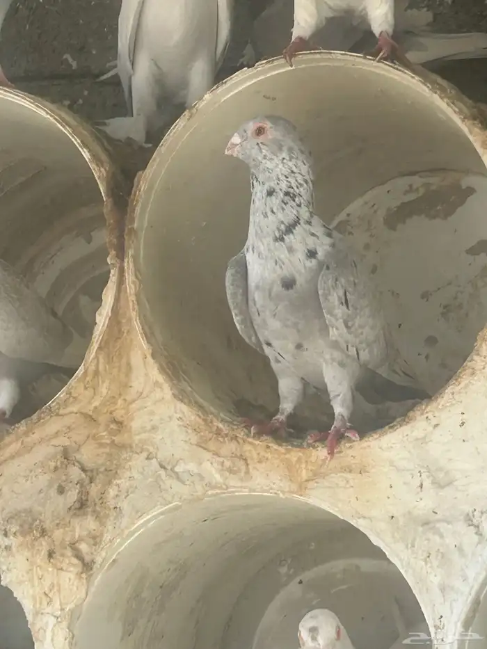 بيع حمام شامي 2