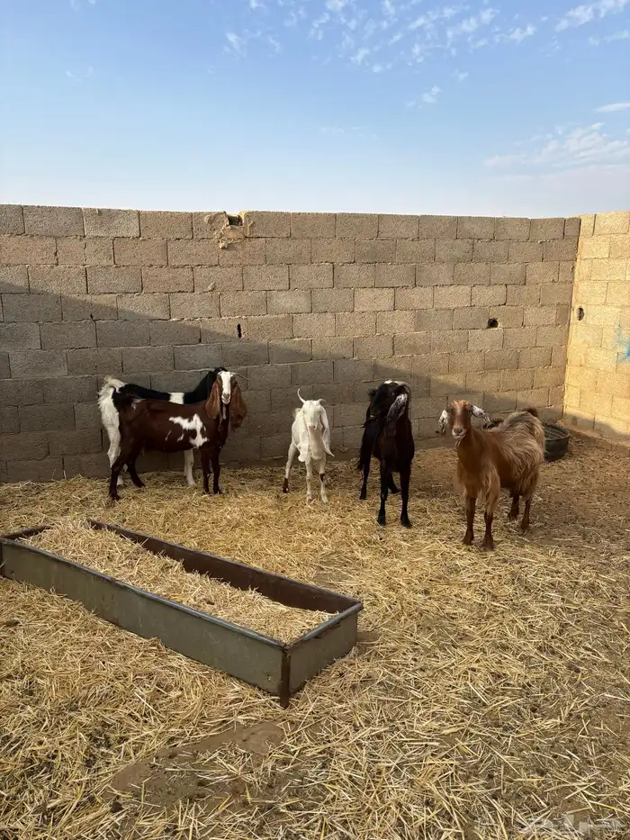 للبيع معزا مشاريك دفيع ومضاريع 6