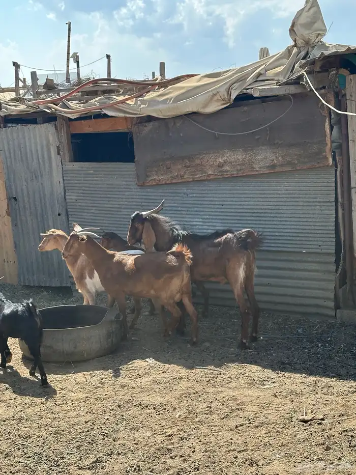 للبيع اربع ماعز دفع مع فحلها 1