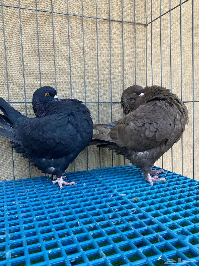 الفرش و الكنق 8