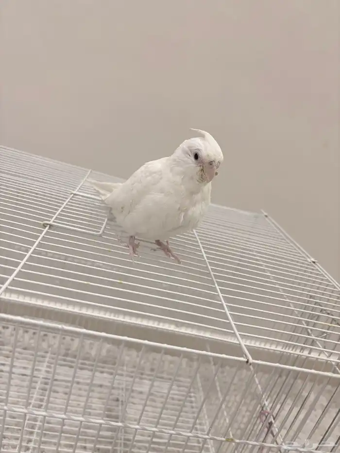 فرخ كروان اللبينو نهاية غر هدد نشبه 2