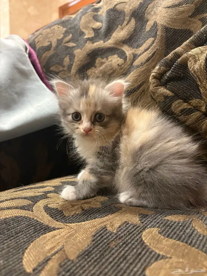 كيتن للبيع 0