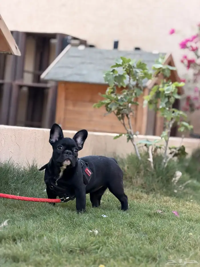 كلاب فرنش بولدوق 10