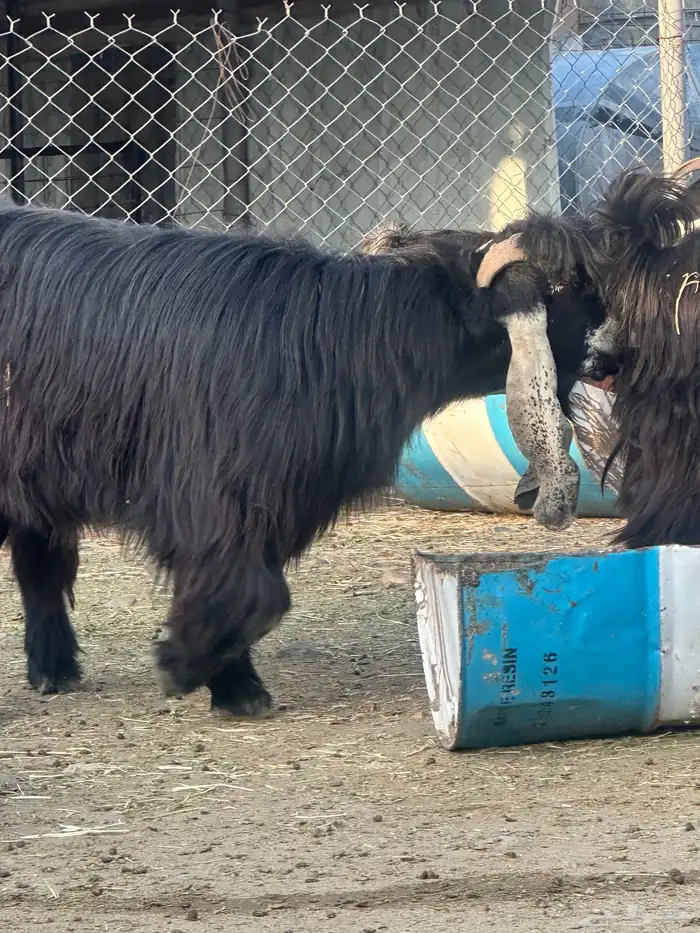 تيس عارضي ثني 1