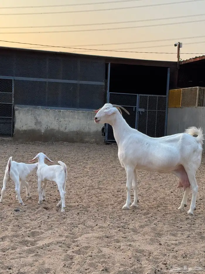 عنز برص فواخر جروم 3