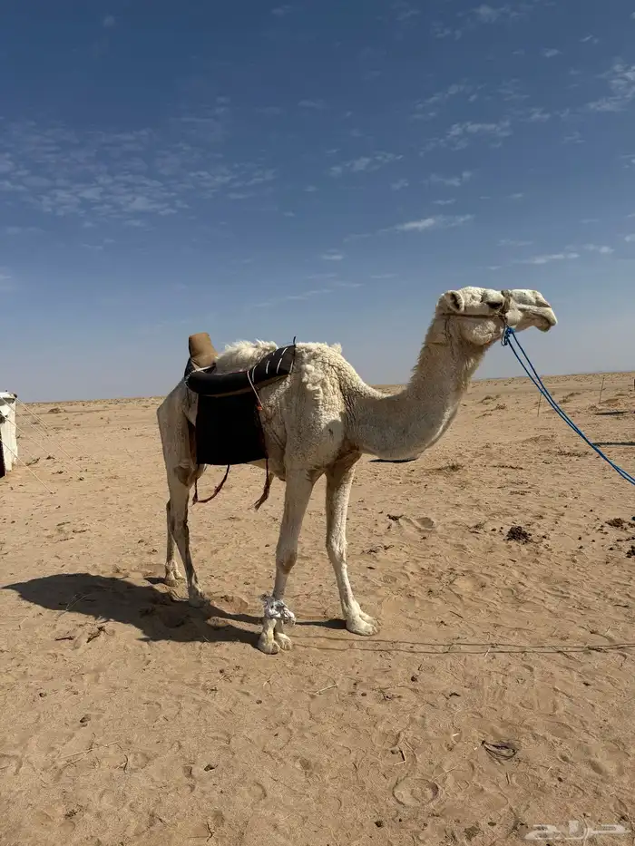 رحول ابل وضحى 0