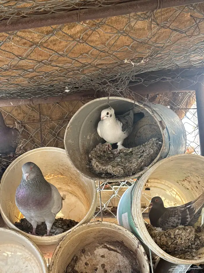 حمام حب الرمان بياض الصحه شرط حمام زينه 5