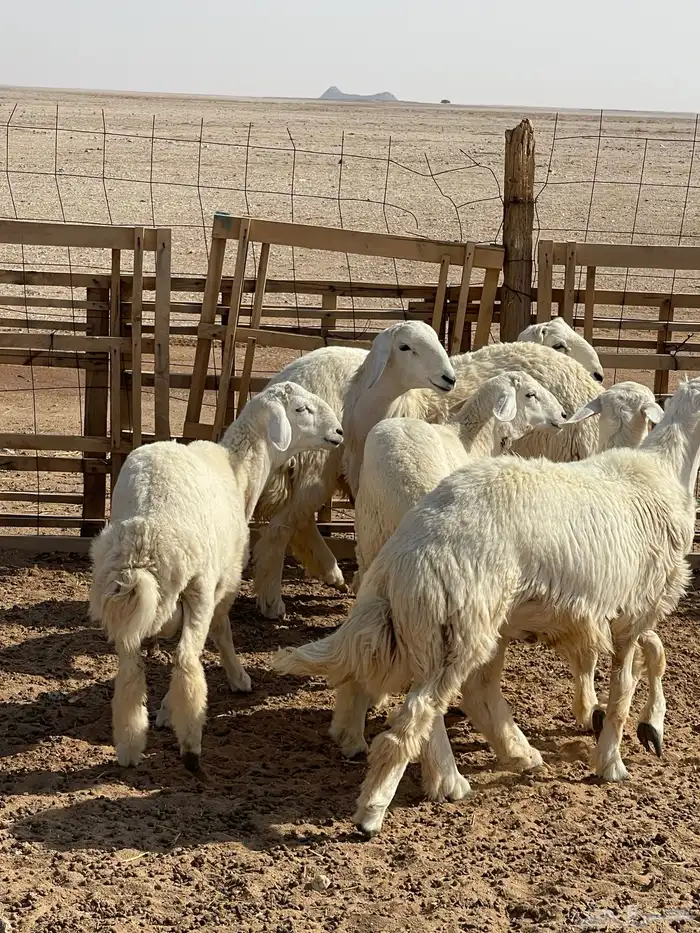 للبيع خرفان 3