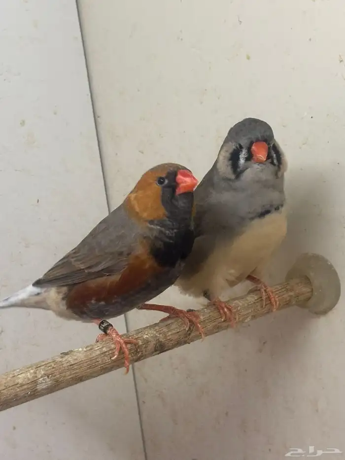 للبيع حضيرة زيبرا عدد 18 زوج حجم فوق الوسط 0