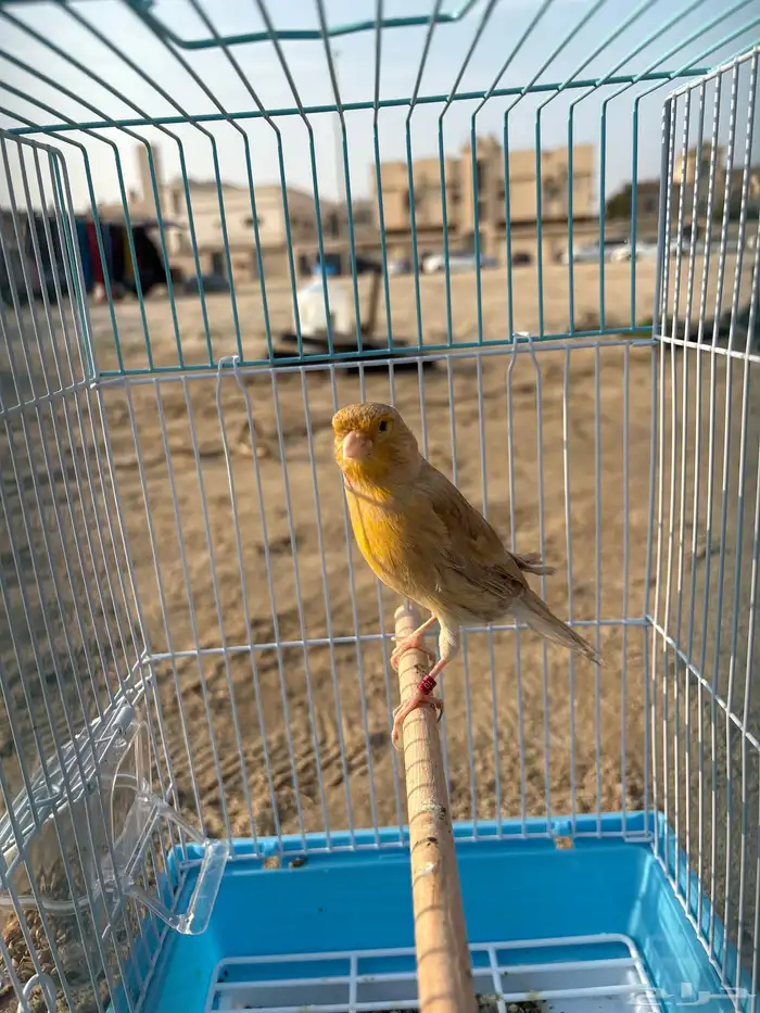 للبيع كناري اثنين الجنس ذكر 1