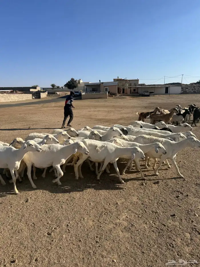 39 راس ضان ومعزا تحتها 4 7