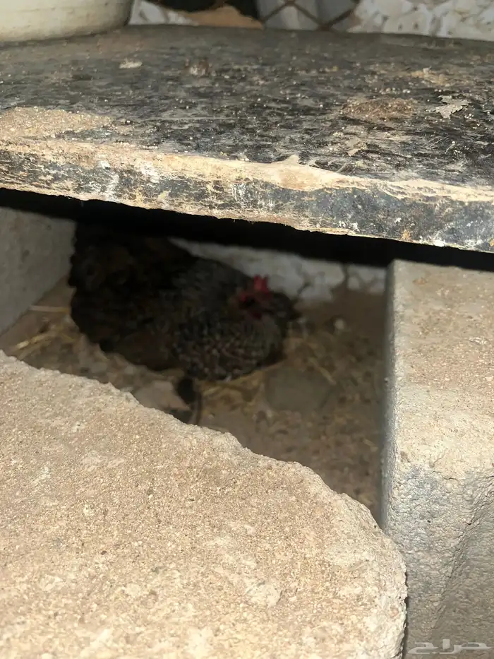دجاج للبيع 8