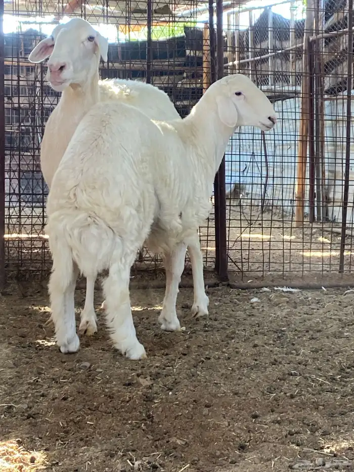 نعجة تحتها خروف صنف الصنف ( تم البيييع ) 10