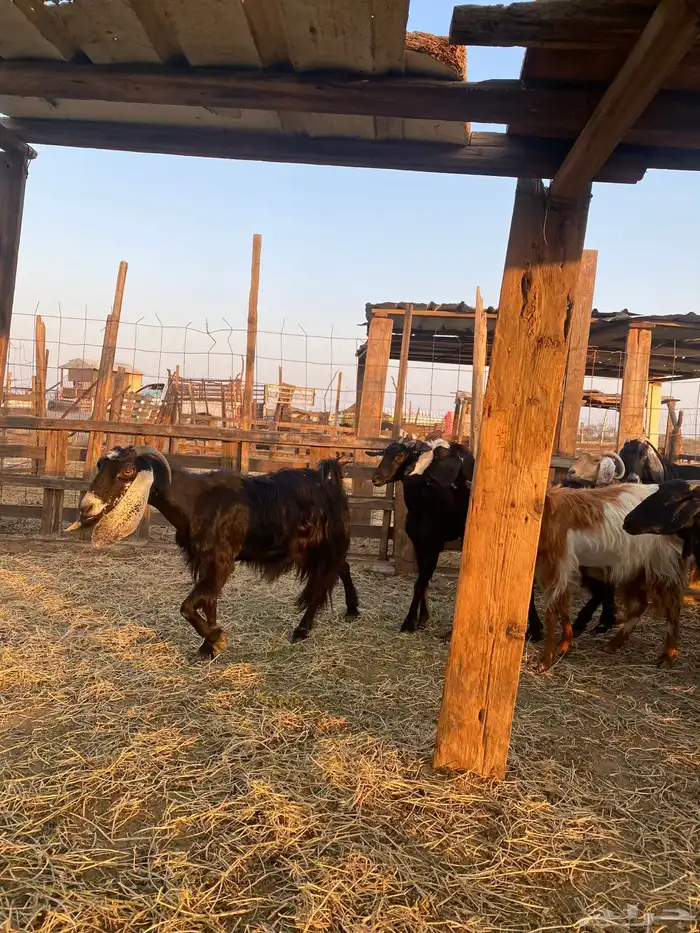 للبيع معزا عوارض وحريات بالفحل دفيع ومضاريع 3