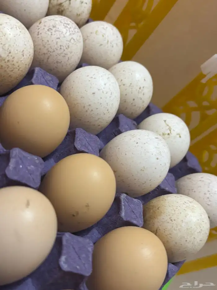 بيض رومي دجاج باكستاني 2