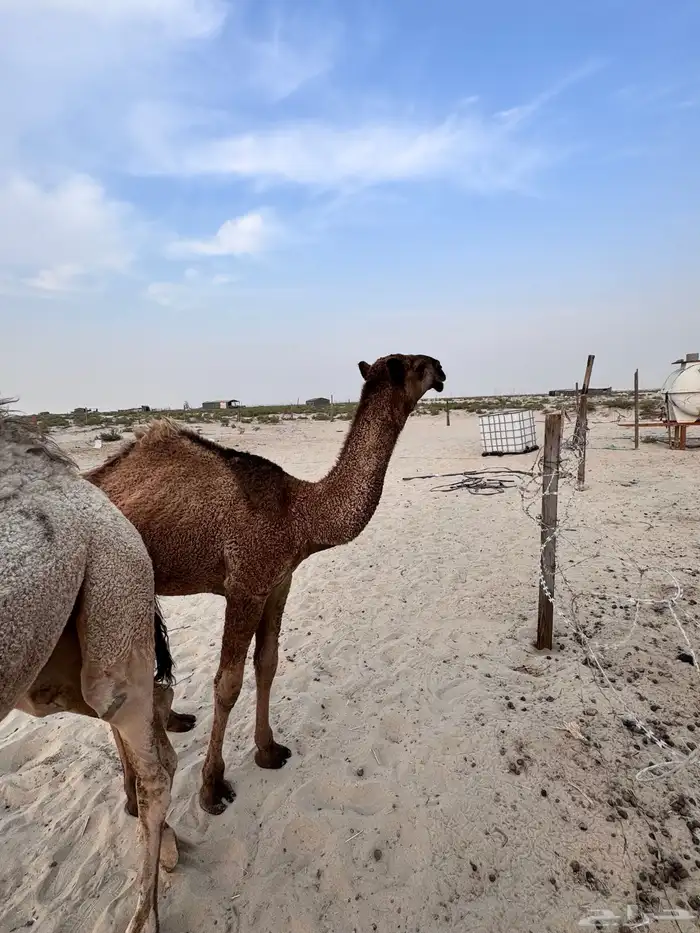 للبيع قعود الصفر 2