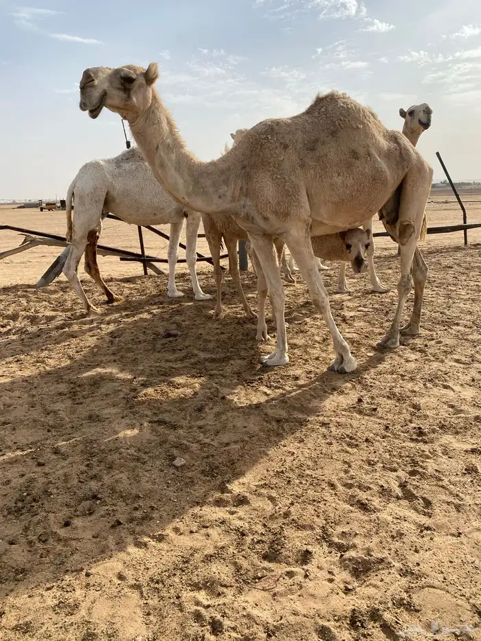 للبيع شقحاء 2