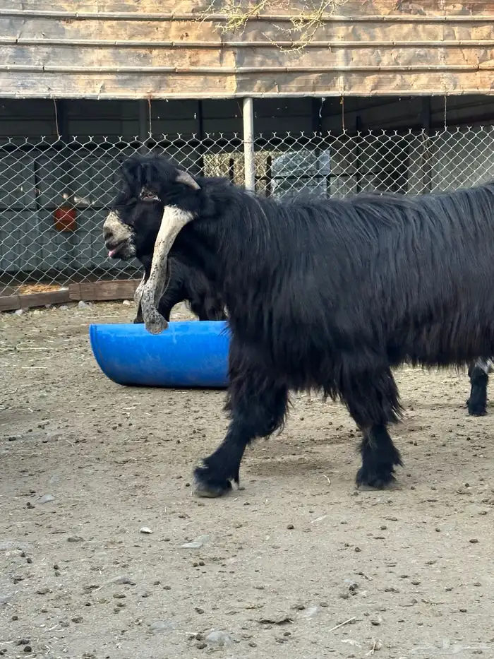 تيس عارضي ثني 0