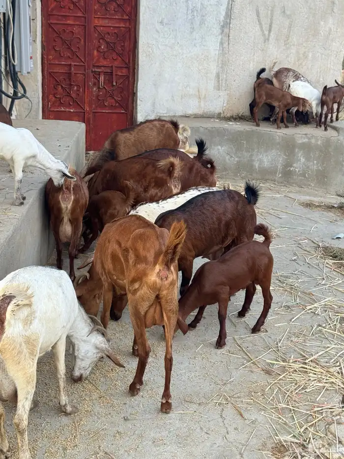 معزا مناتيج 3