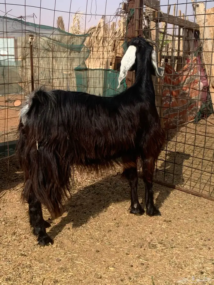 جفرة عارضية ثنية دافع 3