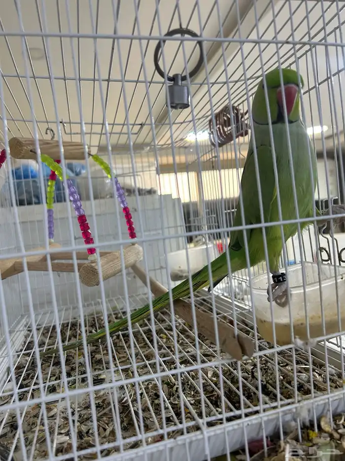 طائر ببغاء 0