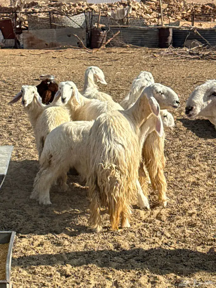 غنم نجد بيض للبيع ثلاث مضاريع كلهن جذعات وحده رباع العدد 8 3