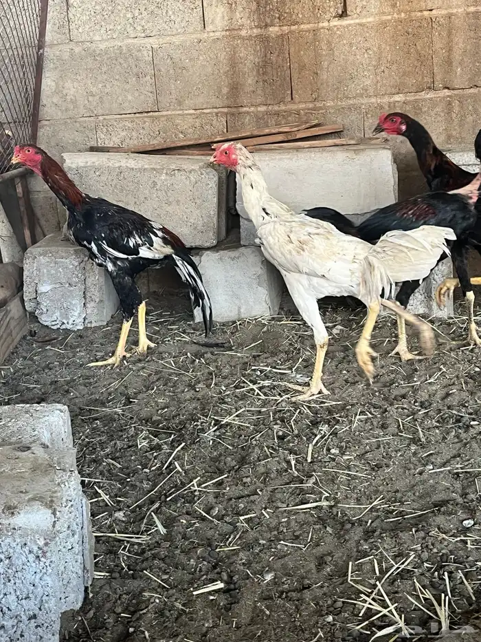 ديكه هجين سندي شامو 0