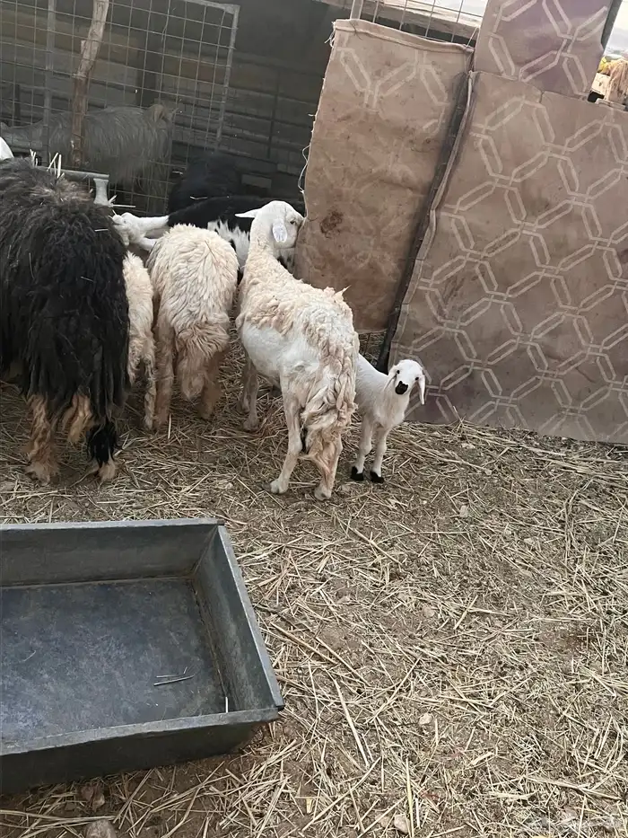 غنم حريه مراح واحد 4