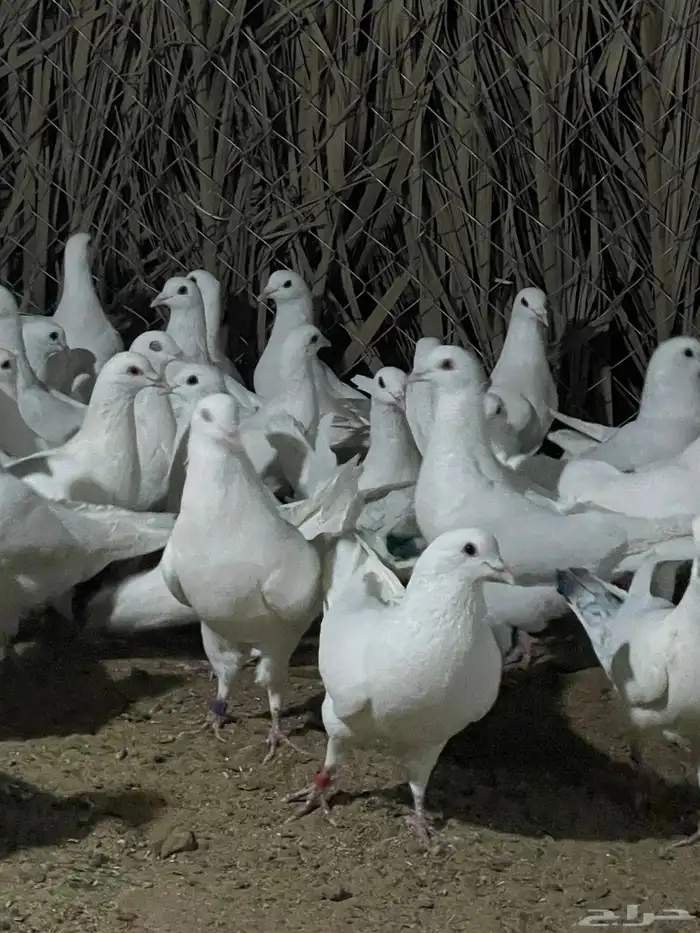 ذكور حمام فرنسي 8