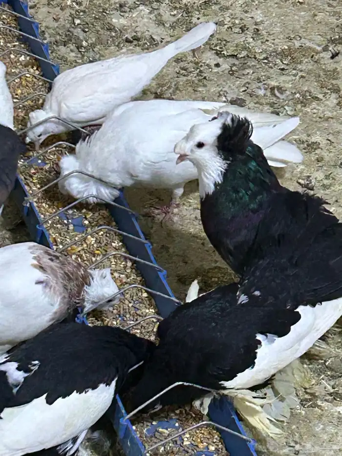 محمية طيور للبيع حمام كروان منتج 0