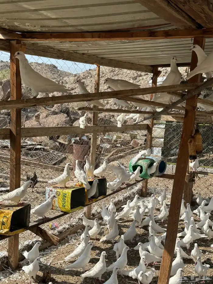 حمام فرنسي 0