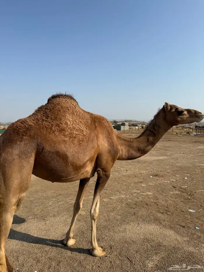 بكره حمرا ثنيه ملاقي تم البيع 0