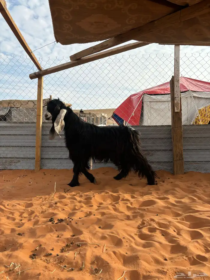 تيس رباع عارضي 0